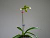 Paphiopedilum Esquirolei Var album x sib crystal river (Popow Orchids )